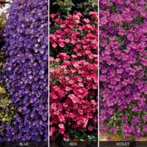 Aubrieta Collection - 72 plug tray plants