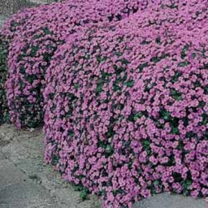 Aubrieta cultorum 