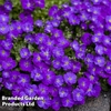Aubrieta 