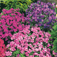 Aubrieta Mixed (Garden Ready) - 12 aubrieta garden ready plug plants