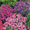 Aubrieta Mixed (Garden Ready) - 6 aubrieta garden ready plug plants