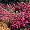 Aubrieta Red - 48 plug tray plants
