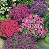 Aubrieta 