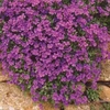 Aubrieta Violet - 48 plug tray plants