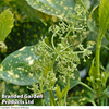 Aucuba japonica 