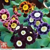Auricula 