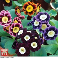 Auricula 