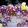 Auricula 