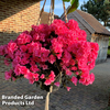 Azalea cascadula 