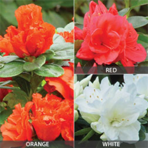Azalea 