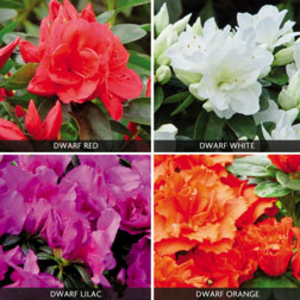 Azalea 