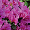 Azalea 