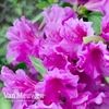 Azalea 