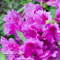 Azalea 