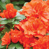 Azalea 