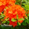 Azalea 