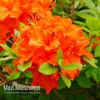 Azalea 