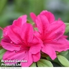 Azalea 