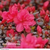 Azalea 