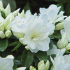 Azalea 