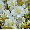 Azalea 