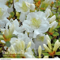 Azalea 