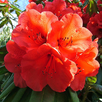 Azalea 