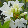 Azalea japonica 