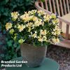 Azalea mollis 