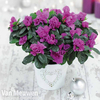 Azalea Purple