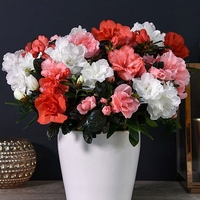 Azalea 