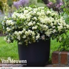 Azalea 