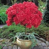 Azalea (Standard) - 45cm azalea standard - 2 plants in 2 litre pots
