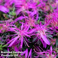 Azalea 