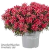 Azalea Starstyle Pink