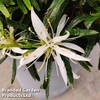 Azalea 