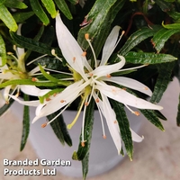 Azalea 