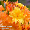 Azalea 