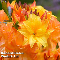 Azalea 