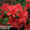 Azalea 