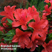 Azalea 