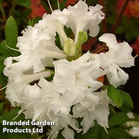 Azalea 