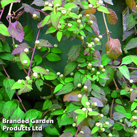 Aztec Sweet Herb 