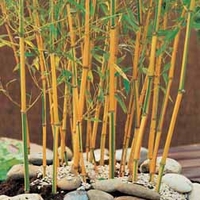 Bamboo 