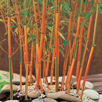 Bamboo 