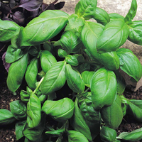Basil 