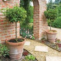Bay Tree Standard - 1 standard tree in 4 litre pot