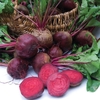 Beetroot 