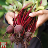 Beetroot 