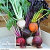 Beetroot 